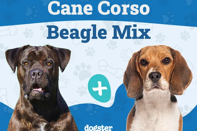 Cane Corso Beagle Mix: Info, Pictures, Care & More