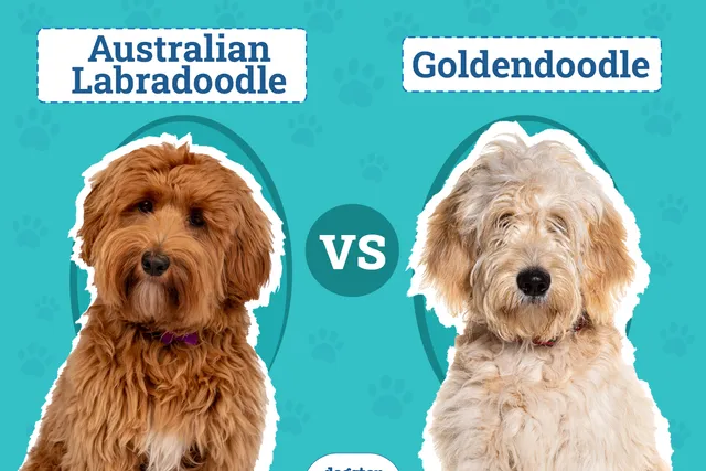 Australian Labradoodle vs Goldendoodle: The Differences (With Pictures)