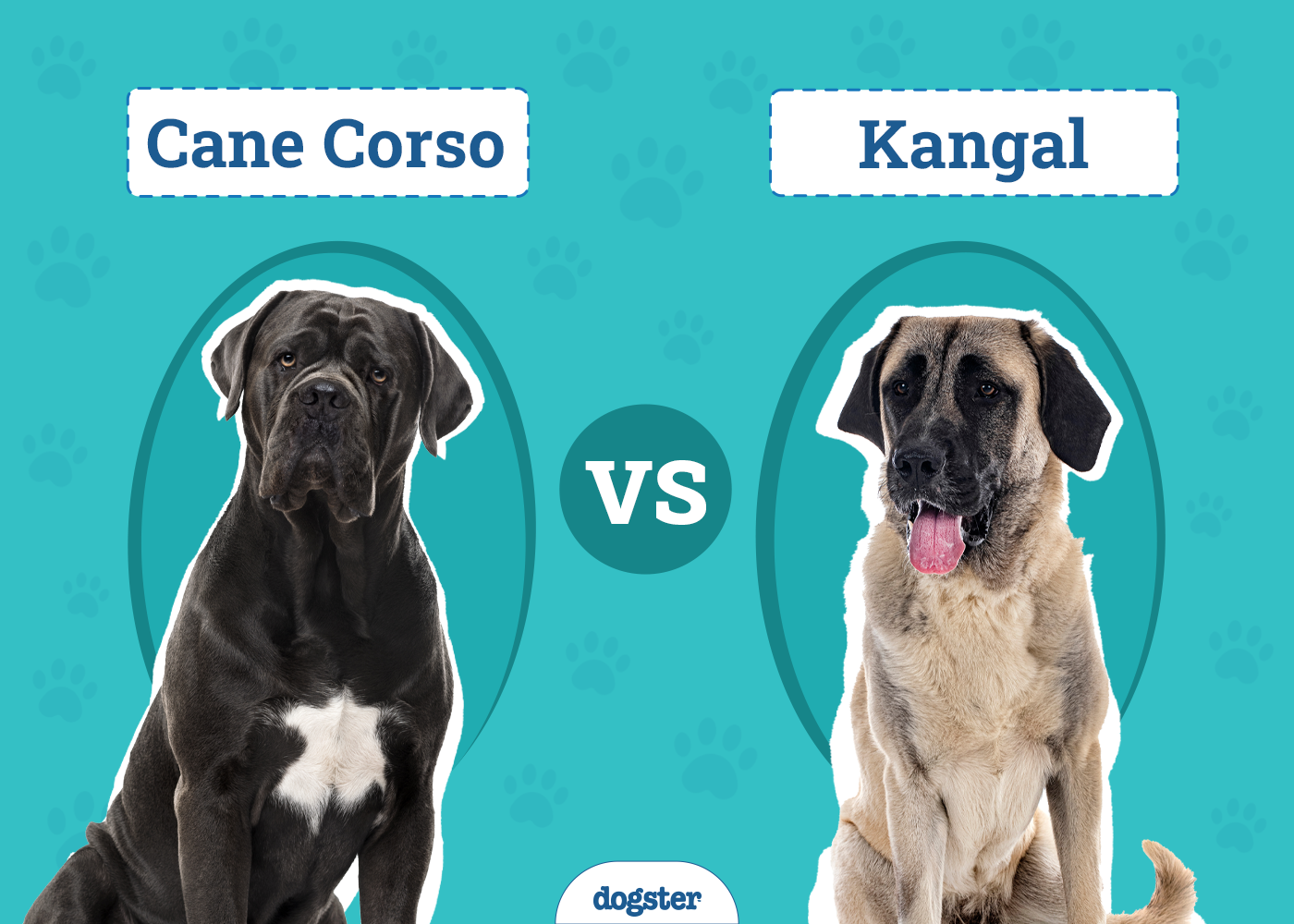 Cane Corso vs Kangal