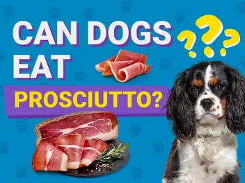 Can Dogs Eat Prosciutto? Vet-Approved Facts