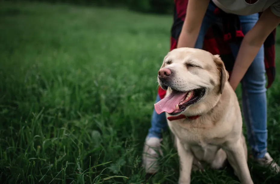 owner petting dog labrador