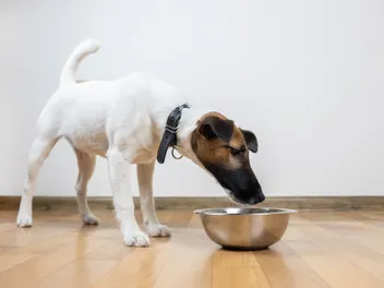 Pros & Cons of Grain-Free Dog Food: Benefits, Risks, & More