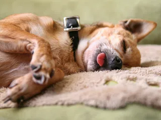 Why Does My Dog Sleep With Their Tongue Out? 10 Vet-Reviewed Reasons