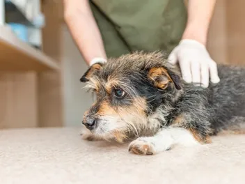 What Is A Veterinary Specialist & What Do They Do? Facts & FAQ