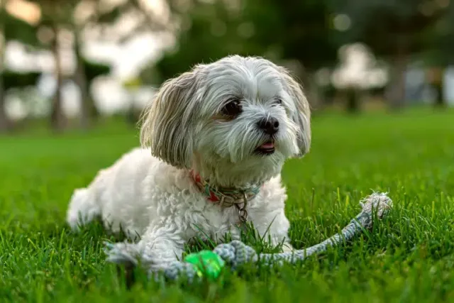 Why Dog Toys and Playtime Are Important for Dogs: Top 8 Reasons