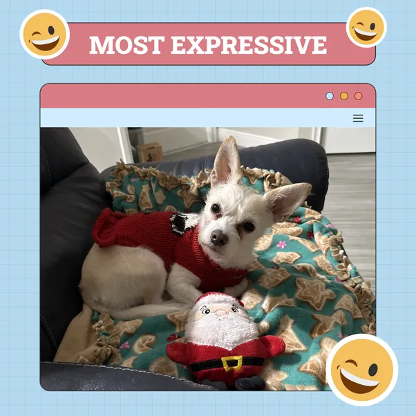 Most Expressive Dog