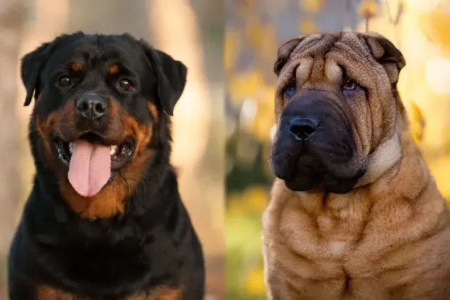 Rott Pei (Shar Pei Rottweiler Mix): Info, Pictures, Care & More