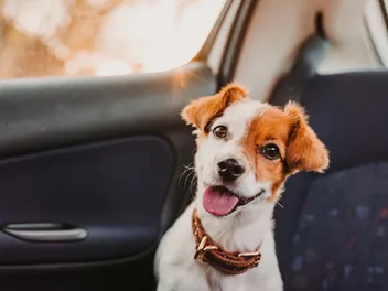 Why Do Dogs Pant in the Car? Vet Reviewed Causes, Risks & Prevention