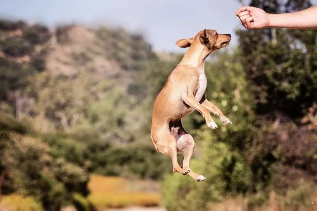 Hyperactivity in Dogs: Vet-Reviewed Signs, Causes & Care Tips