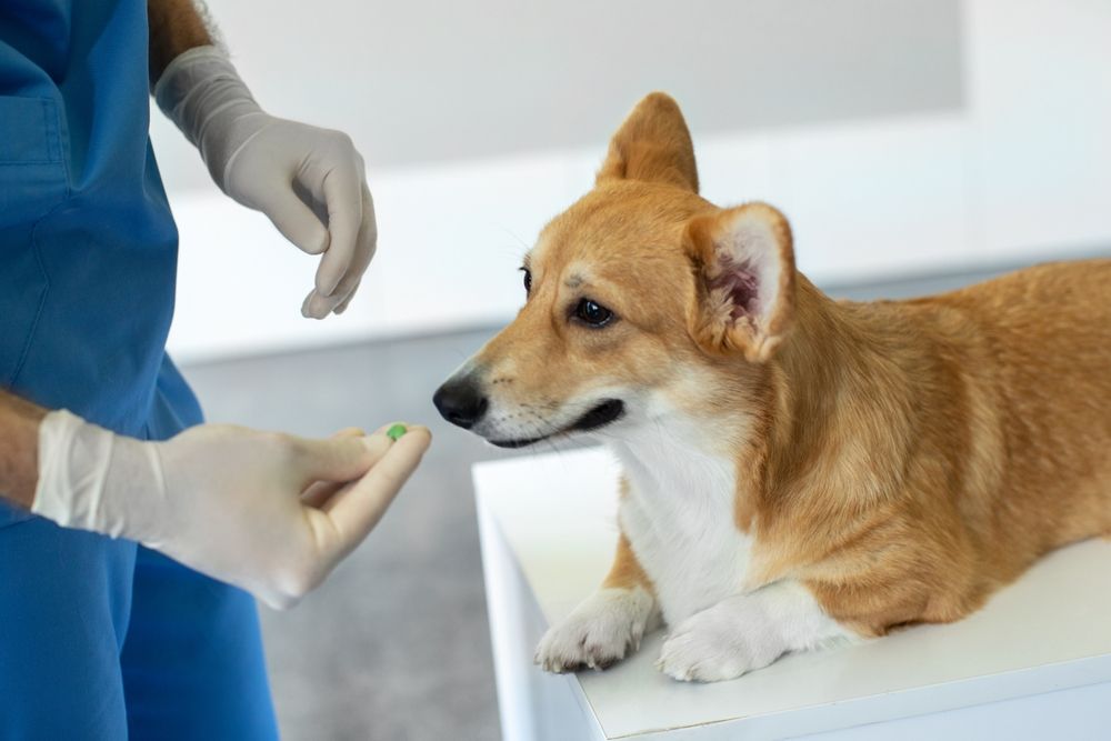veterinarian giving pill to a dog