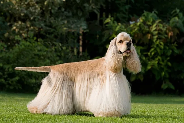 How Big Does a Cocker Spaniel Get? Average Weight & Growth Chart