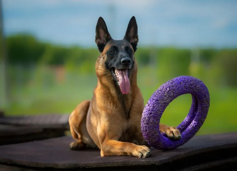 belgian-shepherd-malinois-dog-with-purple-puller-toy