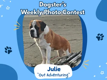 Dogster’s Weekly Photo Contest Winners: Out Adventuring (March 12, 2026)