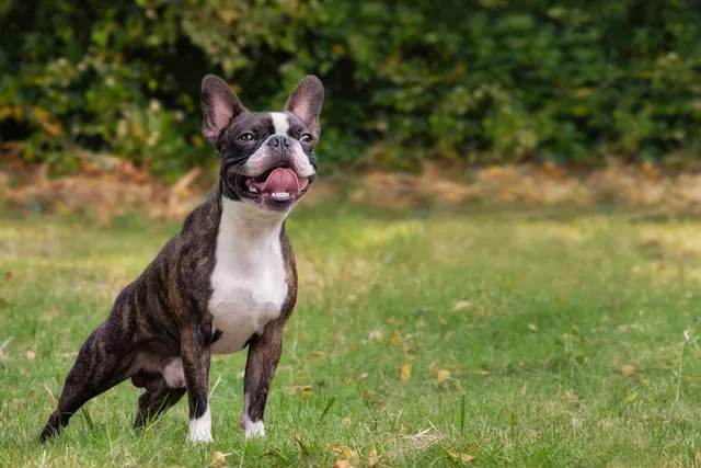 Why Does My Dog Snort Like a Pig? 7 Vet Reviewed Reasons & When to Worry