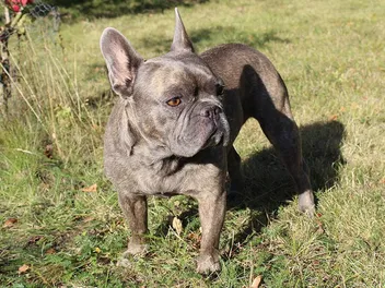 How to Train a French Bulldog: Crate Training & Obedience Tips
