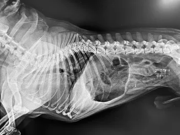 Gastritis in Dogs: Signs, Causes, Treatment & Care Guide (Vet Answer)
