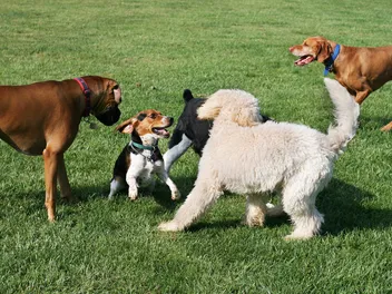 Should I Take My Dog to the Dog Park? Vet-Reviewed Pros & Cons