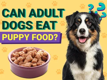 Can Adult Dogs Eat Puppy Food? Vet-Approved Facts & FAQ