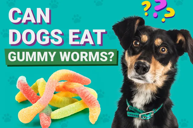 Can Dogs Eat Gummy Worms? Vet-Verified Nutrition Facts & Alternatives