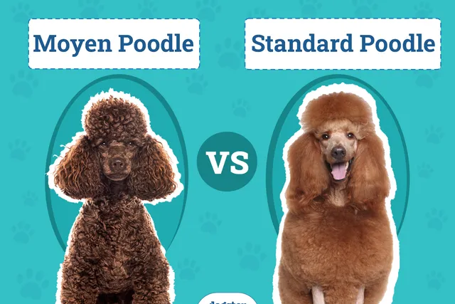 Moyen vs Standard Poodle: The Differences (With Pictures)