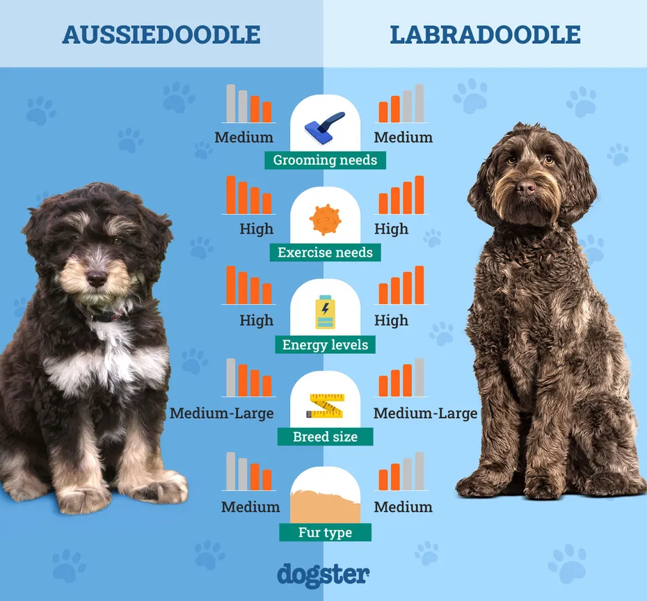 Dogster_Side by Side Comparison_Aussiedoodle vs Labradoodle
