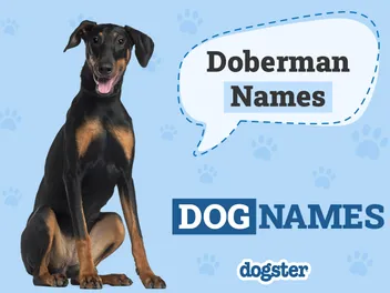 180 Doberman Names: Cool, Tough & Unique Ideas
