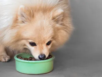 10 Best Dog Foods for Pomeranians in 2026 – Reviews & Top Picks