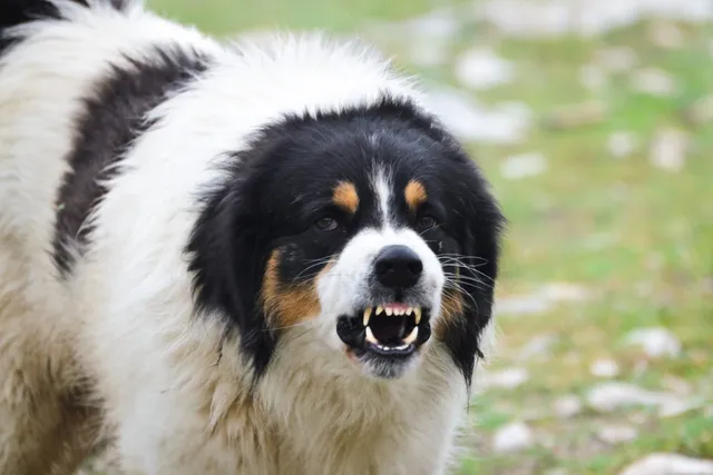 How to Manage Territorial Aggression in Dogs: Causes & Vet-Approved Tips