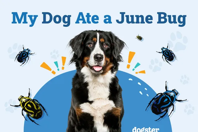 My Dog Ate a June Bug: Vet-Reviewed Tips, Dangers & FAQs