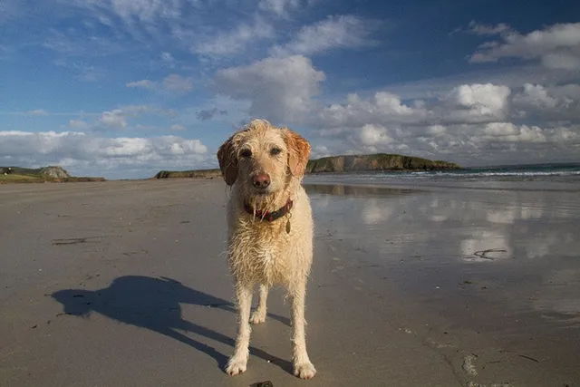 8 Wonderful Dog-Friendly Beaches on the Gold Coast, Australia in 2026