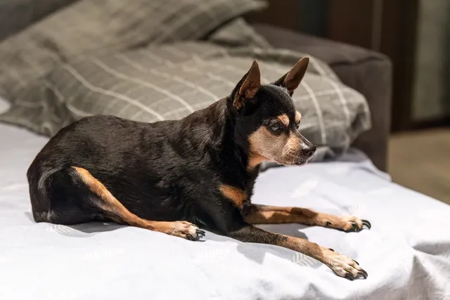 Sundowners In Dogs: Signs & Care Guide (Vet Answer)