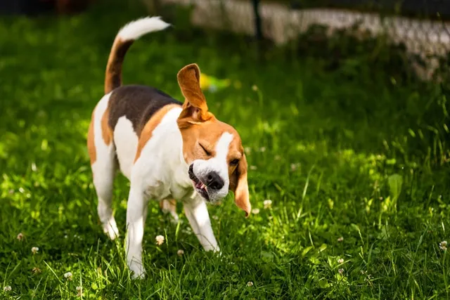 Why Is My Dog’s Head Shaking Like a Seizure? Vet-Verified Facts & FAQ