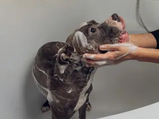 11 Best Dog Shampoos for Dandruff in 2026: Reviews & Top Picks