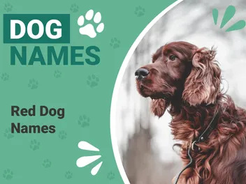 195 Red Dog Names: Top Names for Fiery Canines