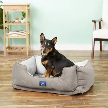 dog in Serta Orthopedic Bolster Dog Bed w:Removable Cover
