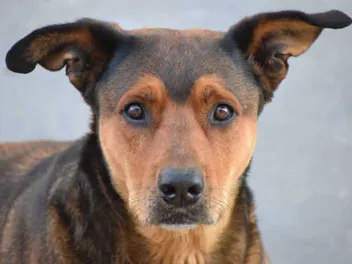 Sato Dog Breed: Info, Pictures, Facts, Traits & Care