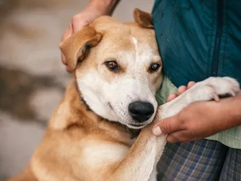 How to Calm a Dog Down: 10 Vet-Verified Tips
