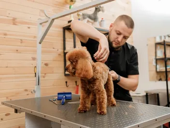 What Is a Dog Sanitary Trim? Vet-Verified Purpose & General Guidelines