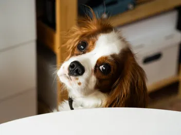 9 Best Dog Foods for Cavalier King Charles Spaniel in 2026 – Reviews & Top Picks