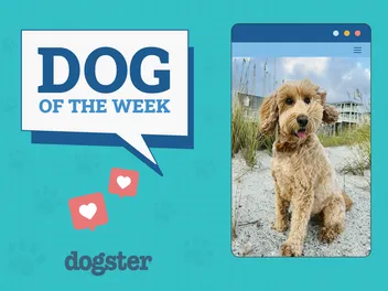Dogster Photo Contest: Dogs of the Week Winners (September 18, 2025)