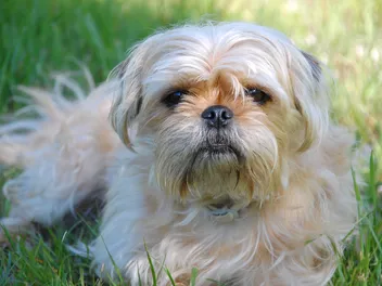 Pugshire (Pug & Yorkshire Terrier Mix) Dog Breed: Info, Pictures & Care