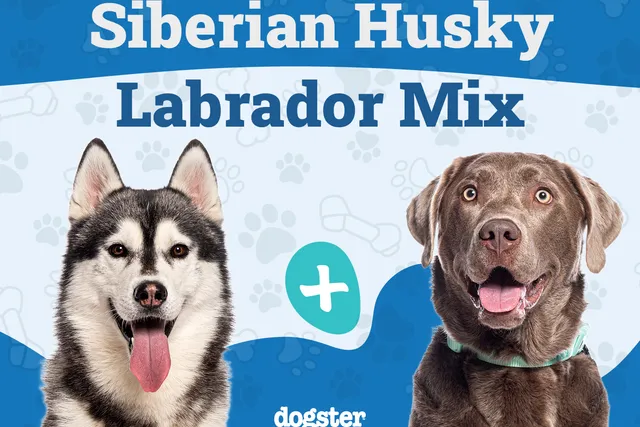 Lab Husky Mix Dog Breed Guide: Info, Pictures, Care & More