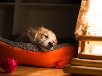 Don’t Ignore Your Dog’s Frequent Nighttime Wake-Ups: What Vets Want Owners to Know