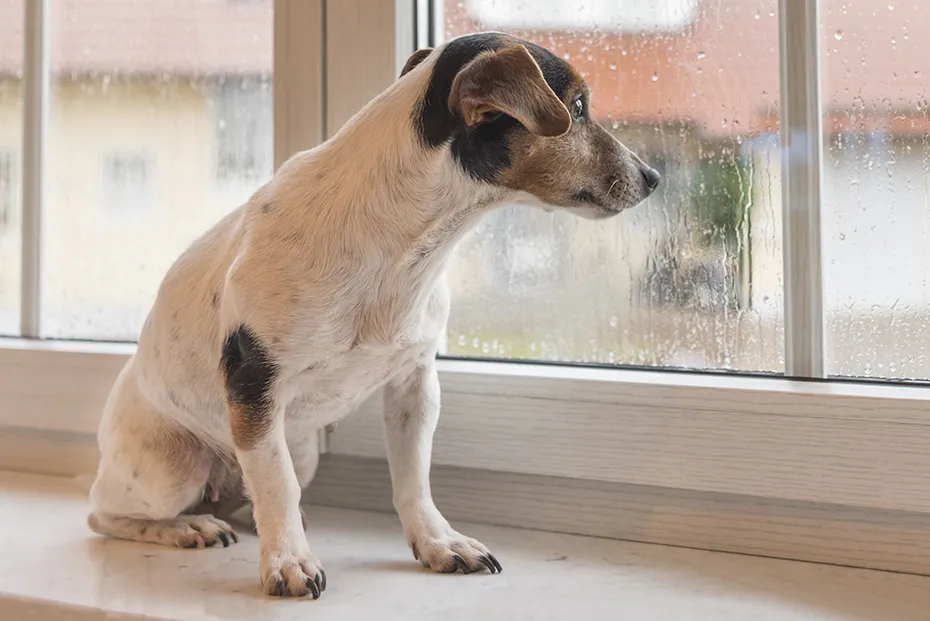 jack russell terrier dog looking at the window