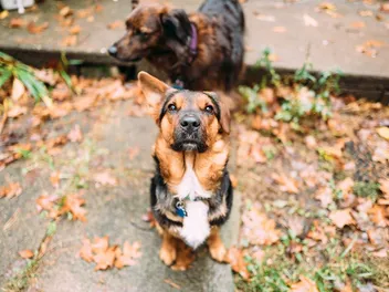 Corman Shepherd (German Shepherd & Corgi Mix): Info, Pictures, Care & More
