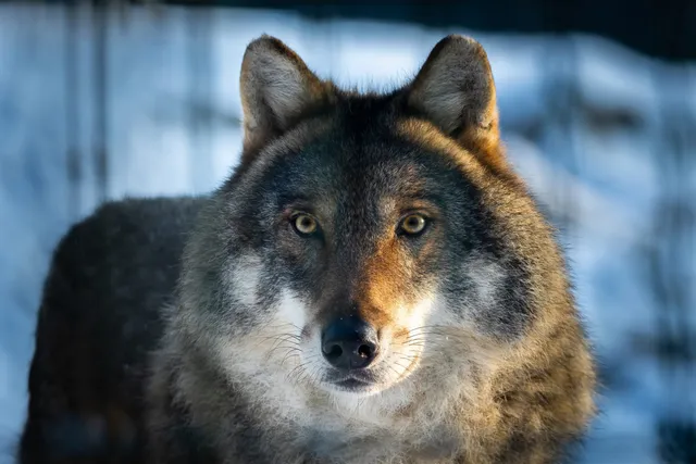 Game of Thrones' Direwolves: Facts & Fantasy