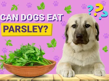 Can Dogs Eat Parsley? Vet-Verified Facts & FAQ
