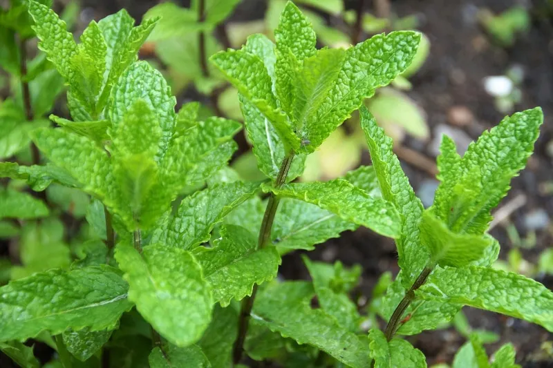 peppermint plants