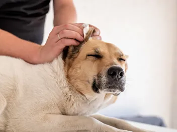 8 Best Ear Wipes for Dogs in 2026: Reviews & Top Picks