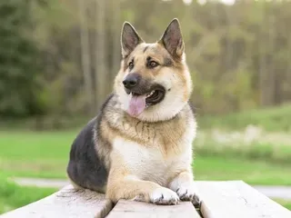 19 Worst Dog Breeds for Kids (With Vet-Reviewed Info & Pictures)